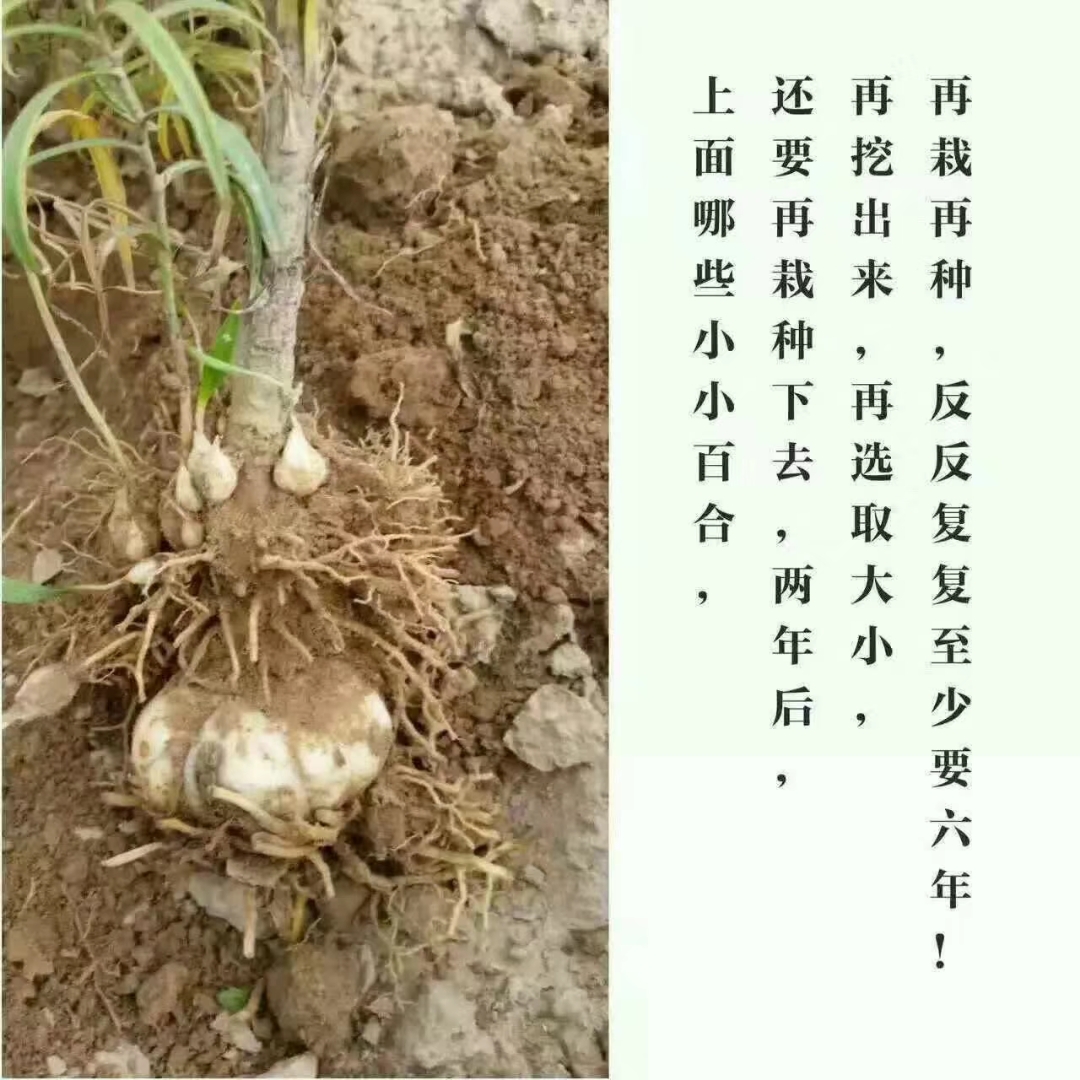 百合种球 兰州食用甜百合种植种球甘肃百合兰州百合