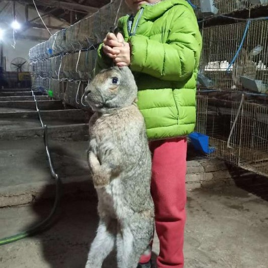 新田县兔子，比利时兔 杂交兔，包技术，包回收，包繁殖可实地考察