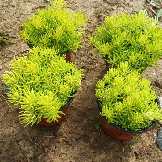 青州市 金叶佛甲草  各种规格