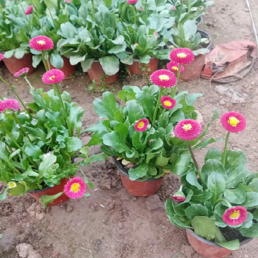 青州市山东雏菊基地 广场花坛点缀 雏菊绿化苗 观赏花卉春菊