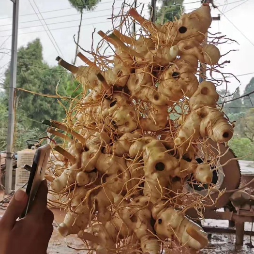 成都姜形黄精  鸡头黄精  滇黄精