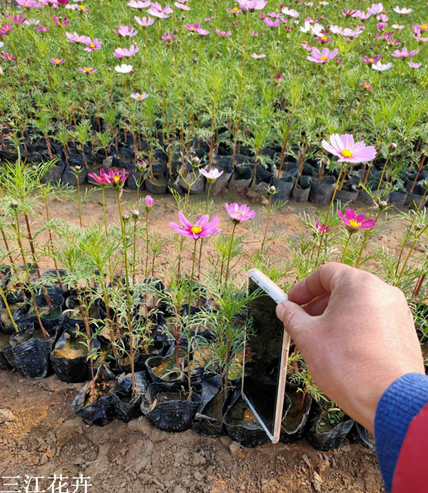 波斯菊 花海景观绿化工程苗 山东基地直发格桑花杯苗