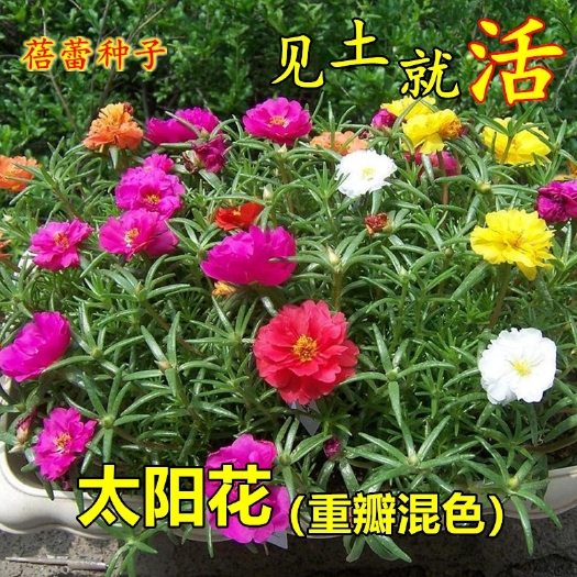 沭阳县太阳花种子 重瓣太阳花花种子花籽四季开花室内花卉易活室外种孑花种籽子包邮