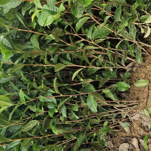 茶树苗 福鼎大白茶苗'小叶褔鼎