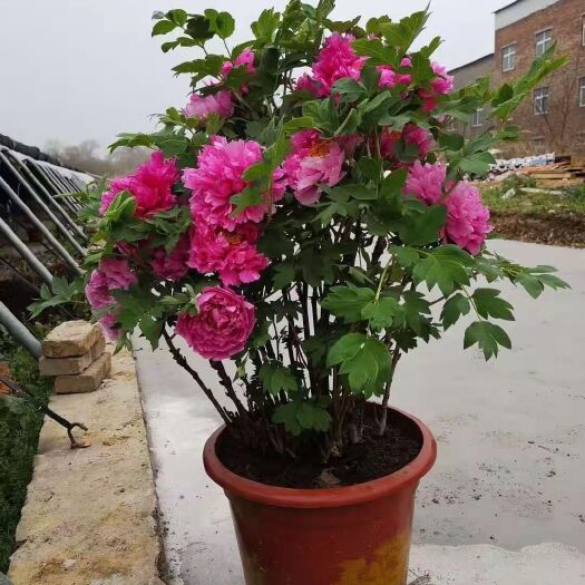 洛阳洛阳红  盆栽年宵花。催花牡丹。