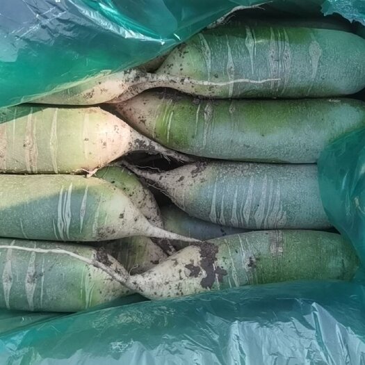 莱西市青萝卜 各种规格水果萝卜