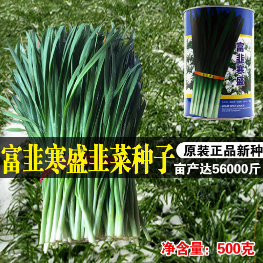 沭阳县富韭寒盛原装500克特别耐寒耐热低温抗病高产高端韭菜种子