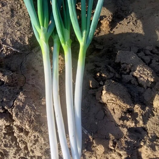 新野县大葱鲜葱质量好品质保证，常年代收各种蔬菜供应全国各地货好杆