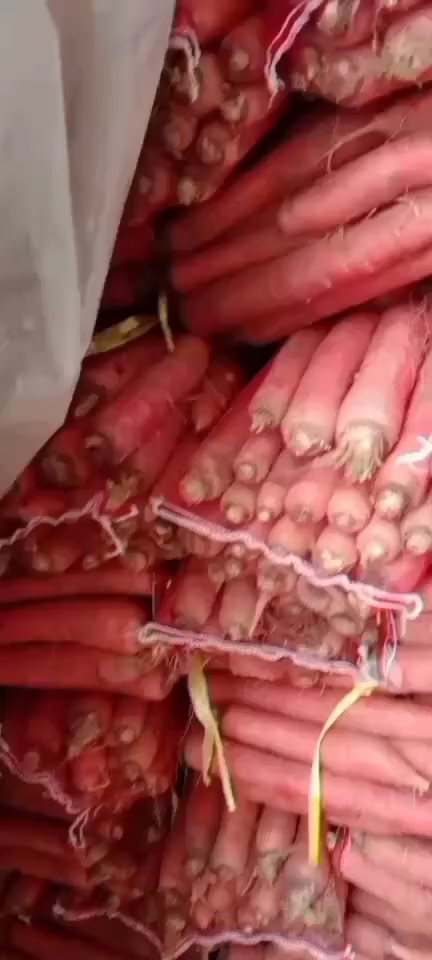 大荔县秤杆红萝卜 红萝卜