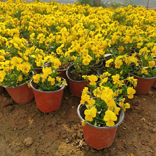 青州市角堇花苗 多色角堇大量批发 三色角堇销售 角堇基地供应