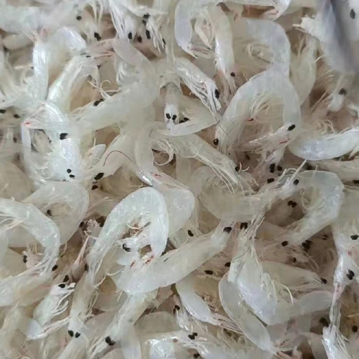 滨州 无盐淡干虾皮