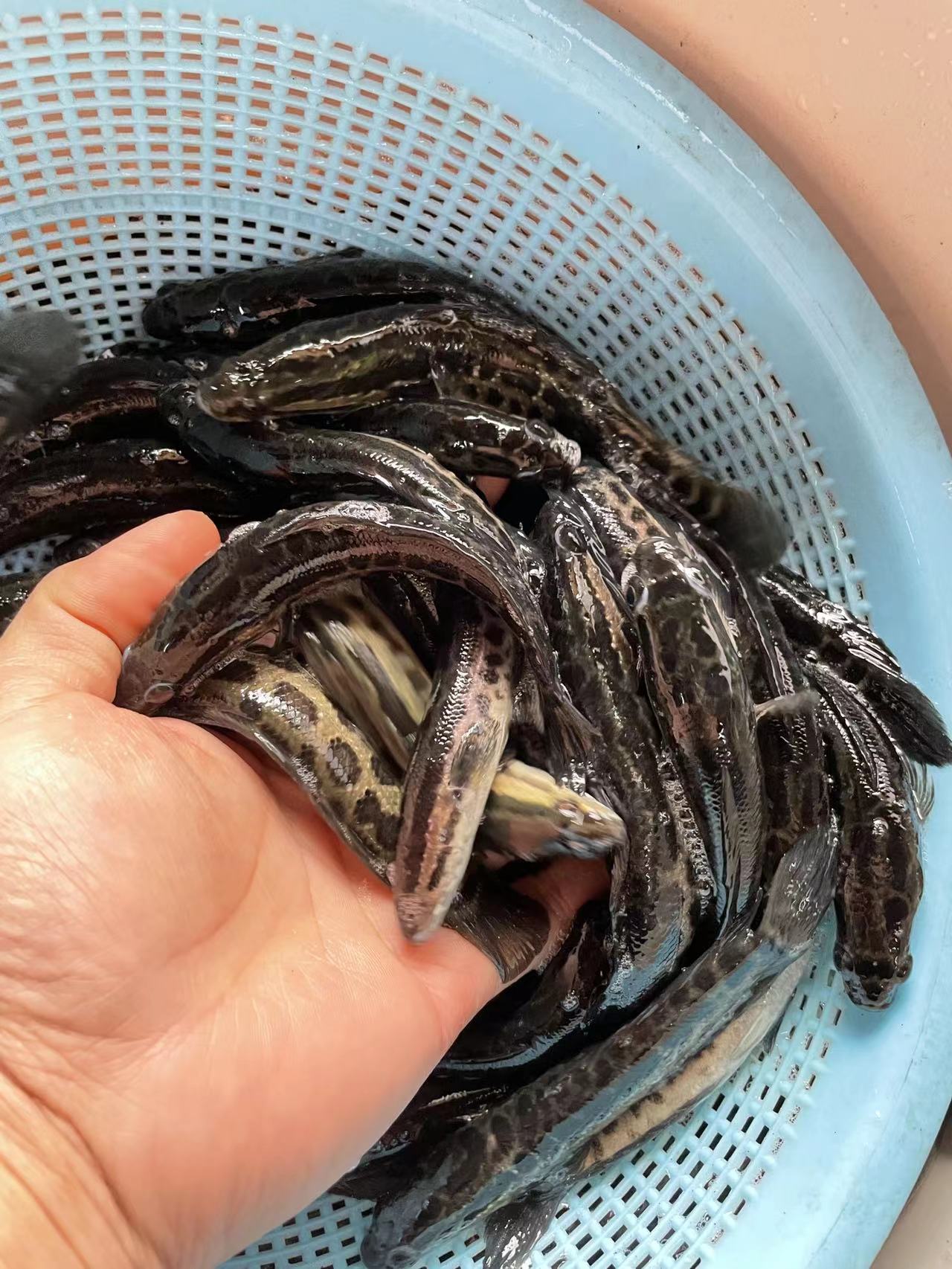 烏鱧苗 黑魚(yú)苗，良種快大生魚(yú)苗，品種健康快大一手貨源量大優(yōu)惠