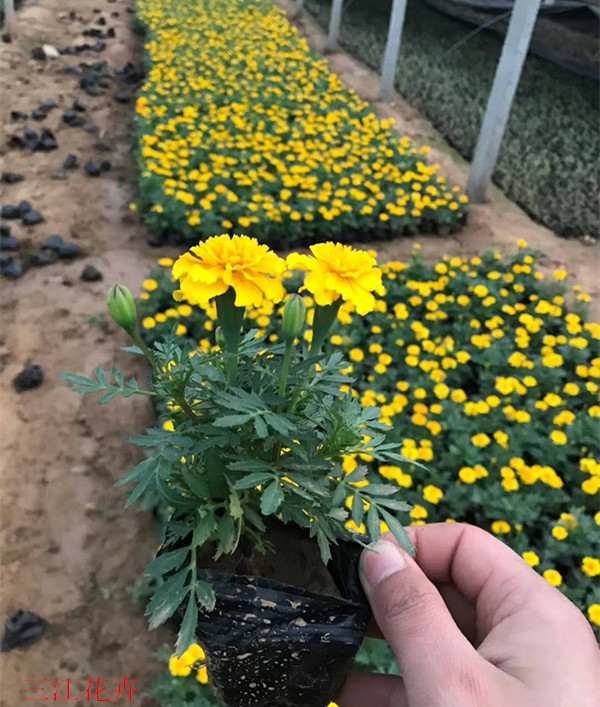 地被草花供应商孔雀草小苗种植基地孔雀草小苗苗圃供应