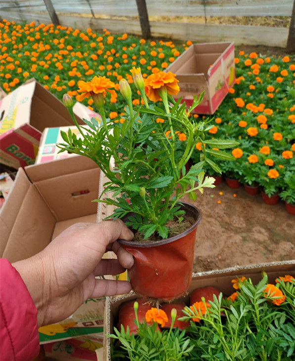 地被草花供应商孔雀草小苗种植基地孔雀草小苗苗圃供应