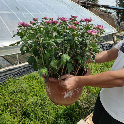 大菊花 九月菊花 冬菊 国庆菊 菊花造型 品种菊花产地