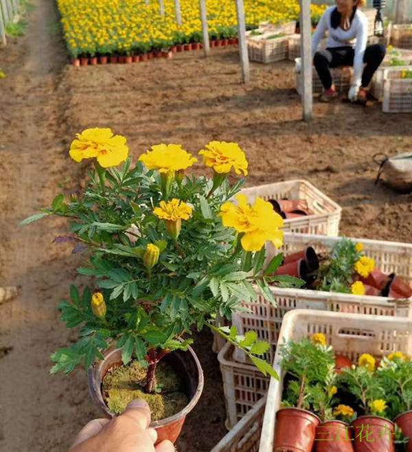 地被草花供应商孔雀草小苗种植基地孔雀草小苗苗圃供应