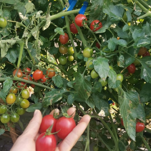 清远千禧圣女果 千禧小蕃茄，所含的维生素PP的含量居果蔬之首。8-25克