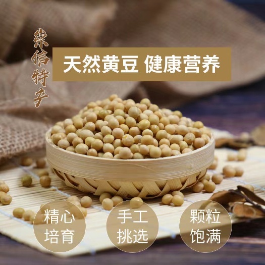 崇信县黄大豆 崇信特产 天然黄豆 营养健康