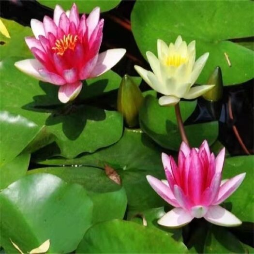 沭阳县四季播种碗莲种子已开口水培植物睡莲荷花种子室内分在绿植花卉