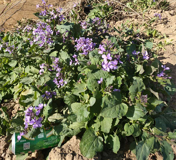 青州市二月兰 蓝紫色花 花坛绿化用穴盘苗 花期较长