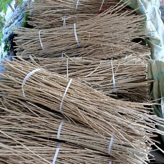 赞皇县 金叶榆接穗