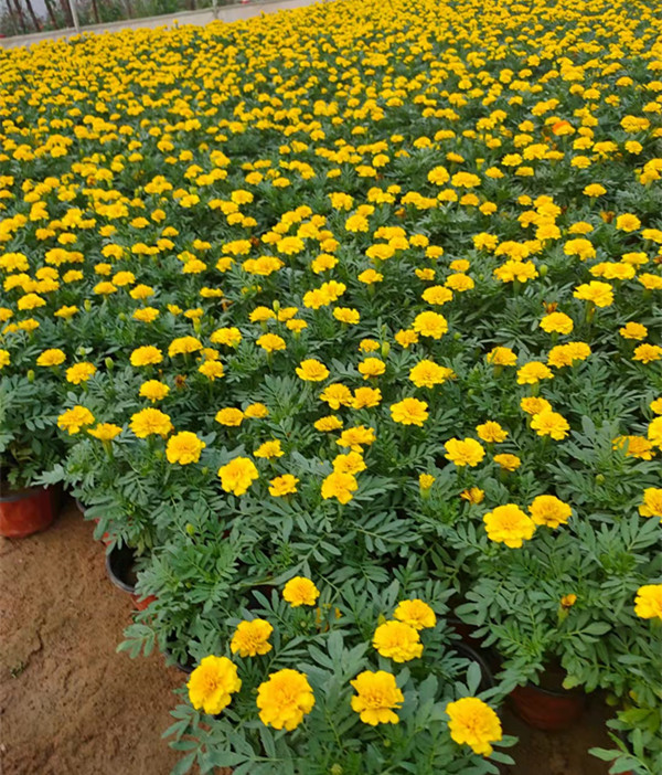 地被草花供应商孔雀草小苗种植基地孔雀草小苗苗圃供应