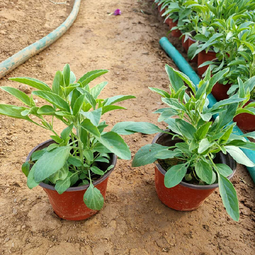 青州市 山东草花鼠尾草基地 草花价格 批发鼠尾草小苗 盆栽一串蓝