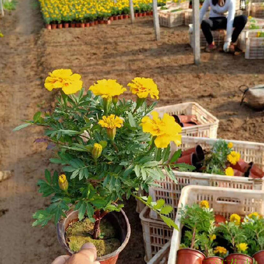 地被草花供应商孔雀草小苗种植基地孔雀草小苗苗圃供应