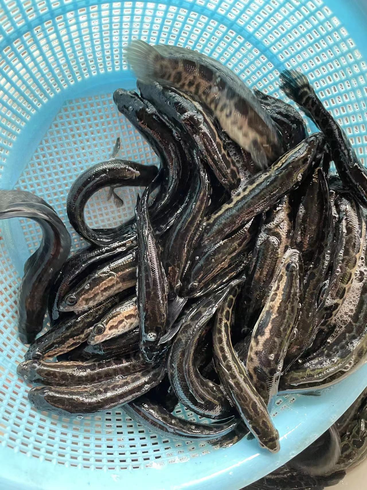 烏鱧苗 黑魚(yú)苗，良種快大生魚(yú)苗，品種健康快大一手貨源量大優(yōu)惠