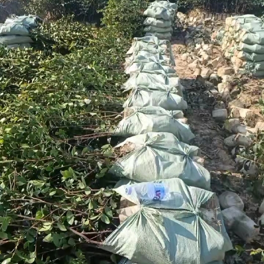 攸县湘林210茶树苗  湘林210嫁接油茶苗。。裸根苗。小杯苗。