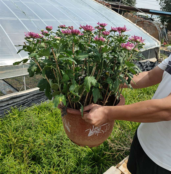 大菊花 九月菊花 冬菊 国庆菊 菊花造型 品种菊花产地