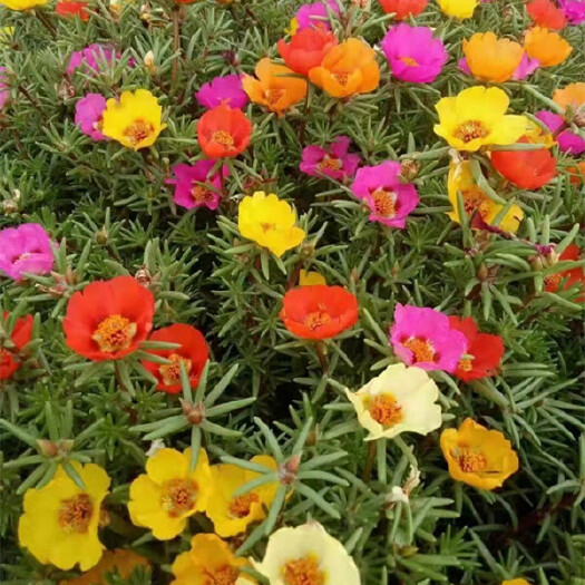 青州市大花马齿苋 基地供应太阳花  半枝莲盆苗价格 太阳花批发
