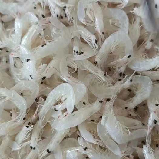 滨州无盐淡干虾皮