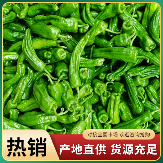 临高县海南万亩精品薄皮椒，精品泡椒，产地直稍大量现货供应，欢迎咨