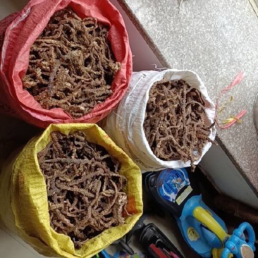 肇庆石菖蒲 