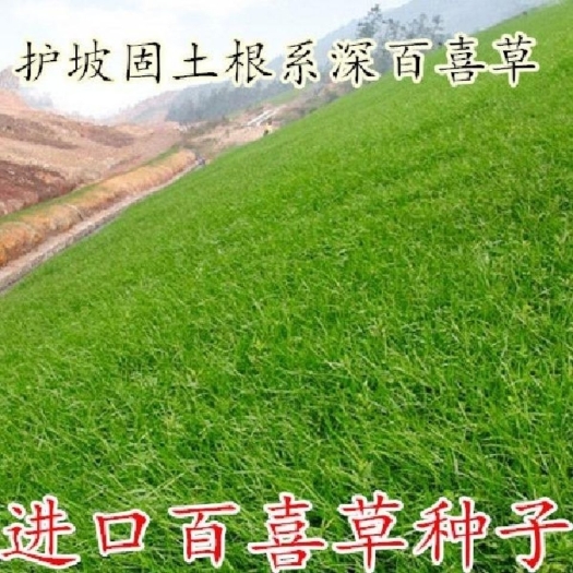 沭阳县 百喜草种子 道路护坡 水土保持 牧草草籽 公路 堤坝绿化草坪
