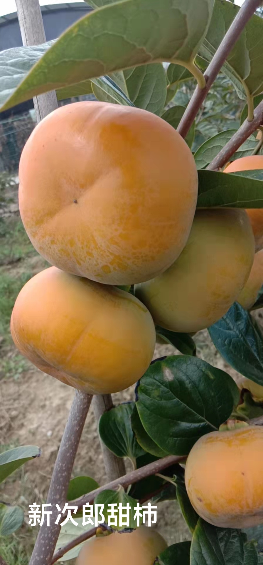 寿县日本甜柿子苗 新次郎甜柿，在树上自然脱涩，青柿子都能摘下吃