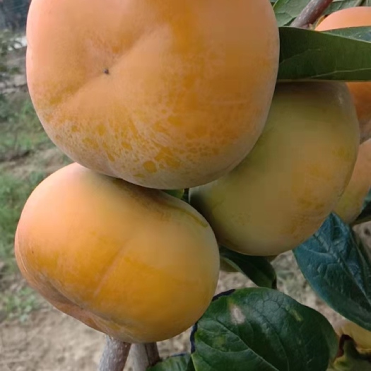 寿县甜柿子苗 新次郎甜柿，在树上自然脱涩，青柿子都能摘下吃