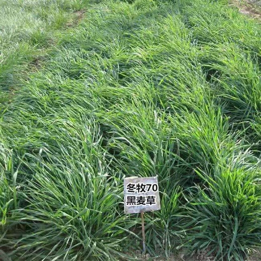 沭阳县冬牧草种子 冬牧70黑麦草种子养殖禽畜耐寒高产四倍体宽叶秋冬春牧草种