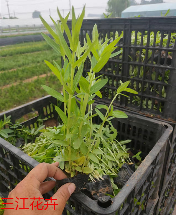 千屈菜 护坡绿化用小苗 适合在河道湿地种植