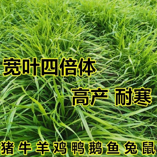 沭阳县黑麦草种子 黑麦草种籽子种四季多年生耐寒牧草种子畜牧养殖草种鸡鸭牛羊鱼草