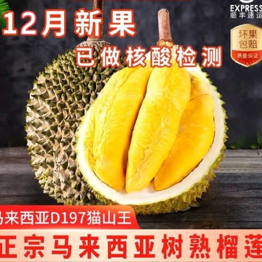 哈尔滨马来西亚D197猫山王榴莲