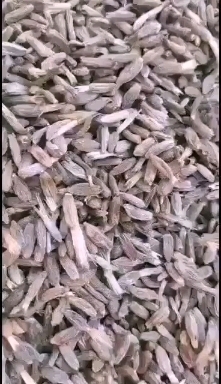 定州市白术种子 改良纯新白术籽