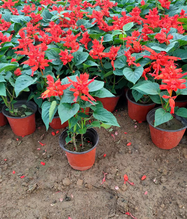  山东青州花卉基地 一串红花苗大量批发 时令草花 宿根花卉草花