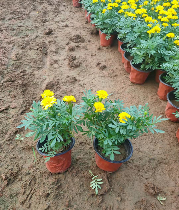 地被草花供应商孔雀草小苗种植基地孔雀草小苗苗圃供应