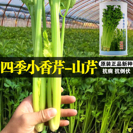 沭阳县四季小香芹山芹种子四季速生脆嫩芹菜种子籽农家庭院盆栽蔬菜种