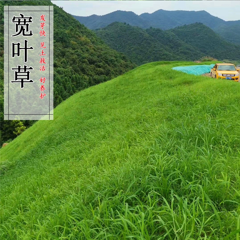 沭阳县宽叶草种子 宽叶雀稗 裨草种子 百喜草 护坡种子 耐盐碱 雀