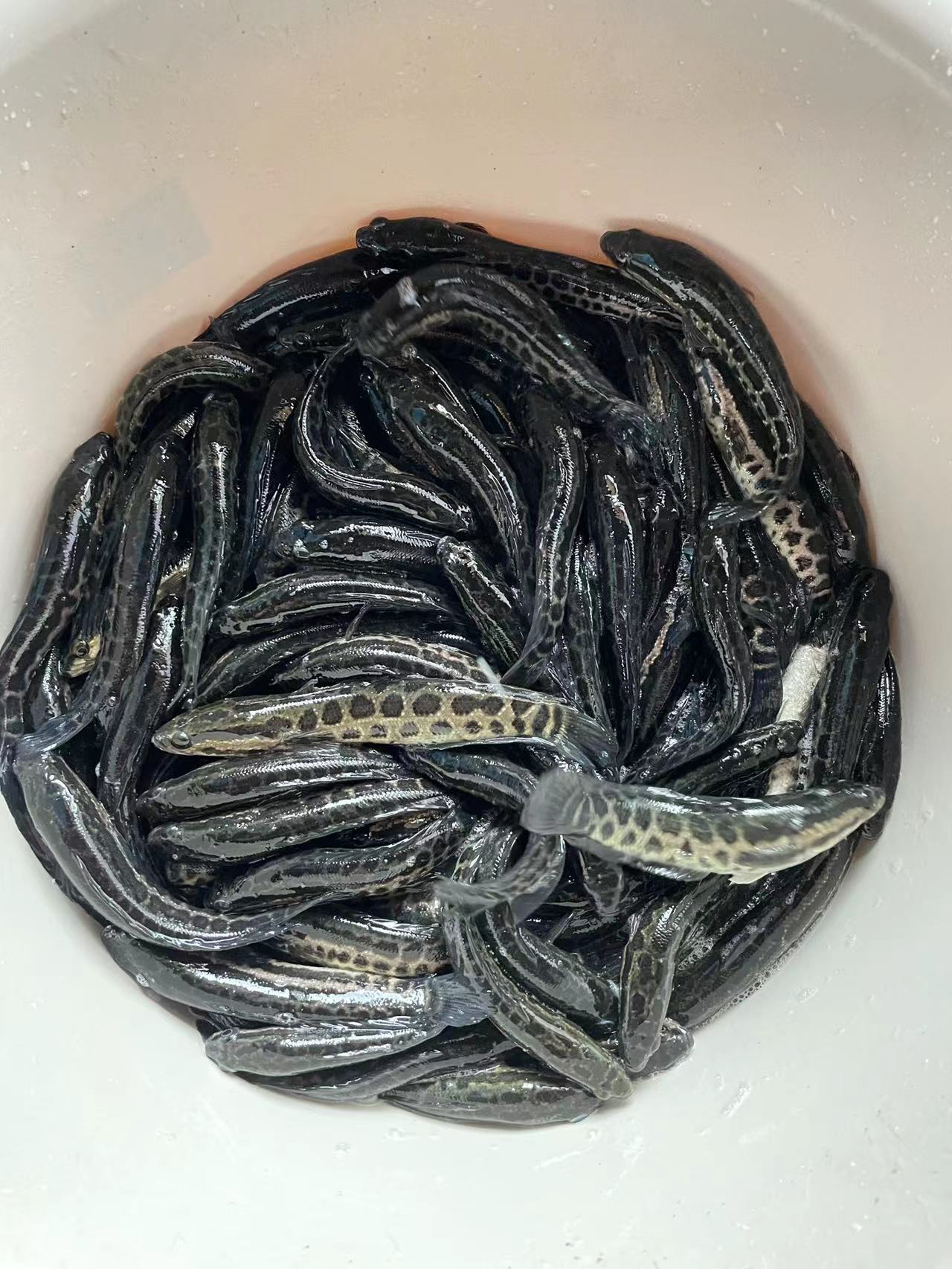 烏鱧苗 黑魚(yú)苗，良種快大生魚(yú)苗，品種健康快大一手貨源量大優(yōu)惠