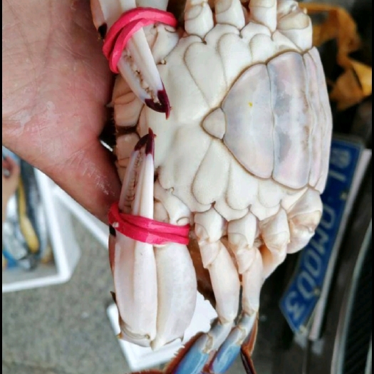 青岛 梭子蟹