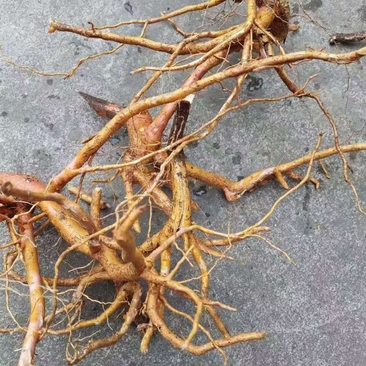 广州黄皮杜仲根  山杜仲 杜仲根